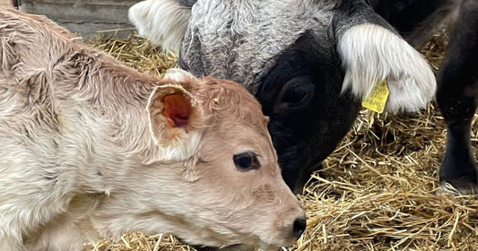 Dingoll, Rimmel ed i formaggi di mucca